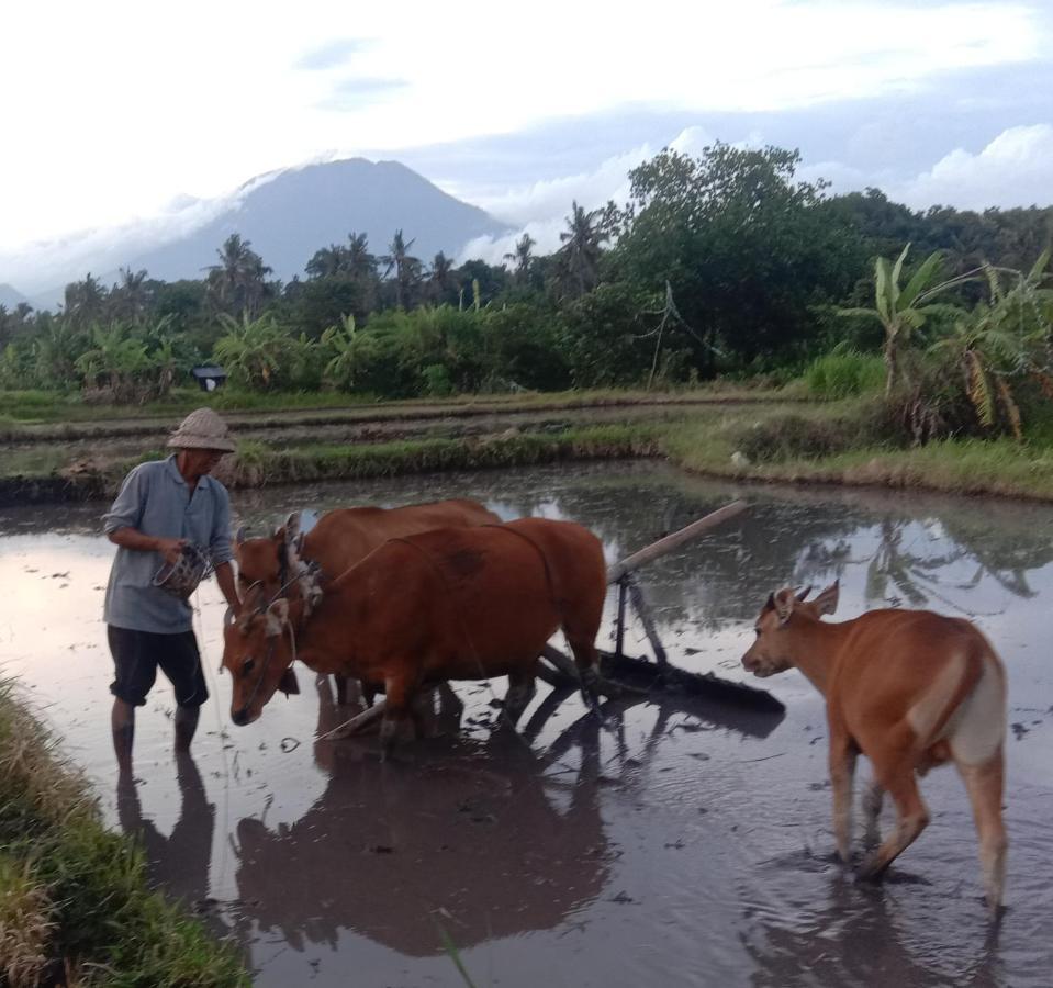 Pondok Diana Arta Jasri Rom bilde